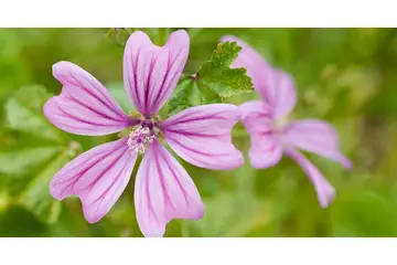 Ebegümeci Bitkisi Türleri ve Özellikleri